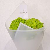 Mini – Hydrangea Green