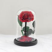 Eternal Rose Medium