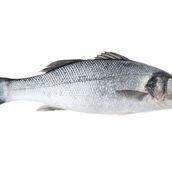 Sea Bass fish