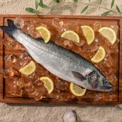 Sea Bass Fish