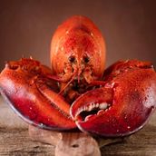 Lobster