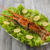   Lobster XL