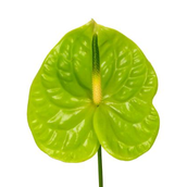 Anthurium Grandslam
