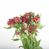 Alstromeria Red