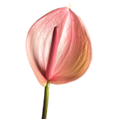 Anthurium Peruzzi