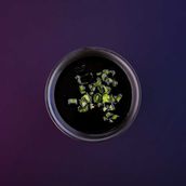 Shoyu