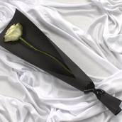 White Rose White Rose  Black Black