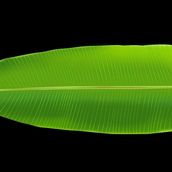 Banana Leaf Fresh 1pc 