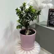 Bonsai