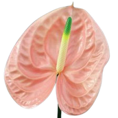 Anthurium Cheers