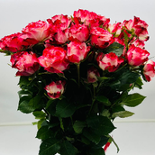 Red Double Color Garden Baby Roses Hpf395