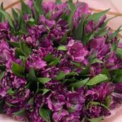 Alstroemeria Purple SS