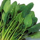 spinach