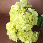 Ar Green Hydrangea