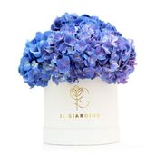 Small White Box Of Blue Hydrangea