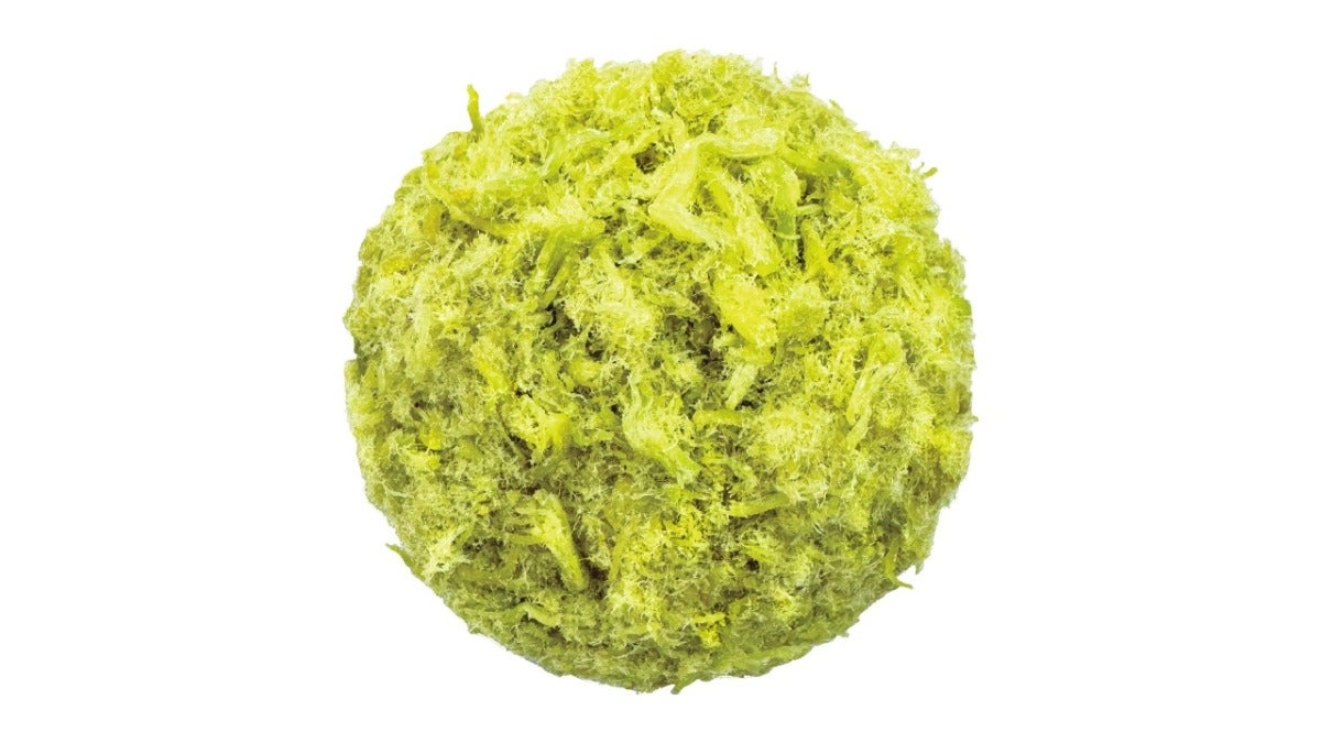 Crispy Matcha Bun抹茶酥松小贝