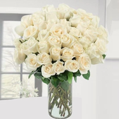 Elegant White Roses