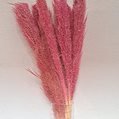 Cortaderia Pink