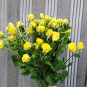 Yellow Baby Rose
