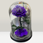Forever Rose Purple