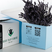 Dried Lavender In Blue Box