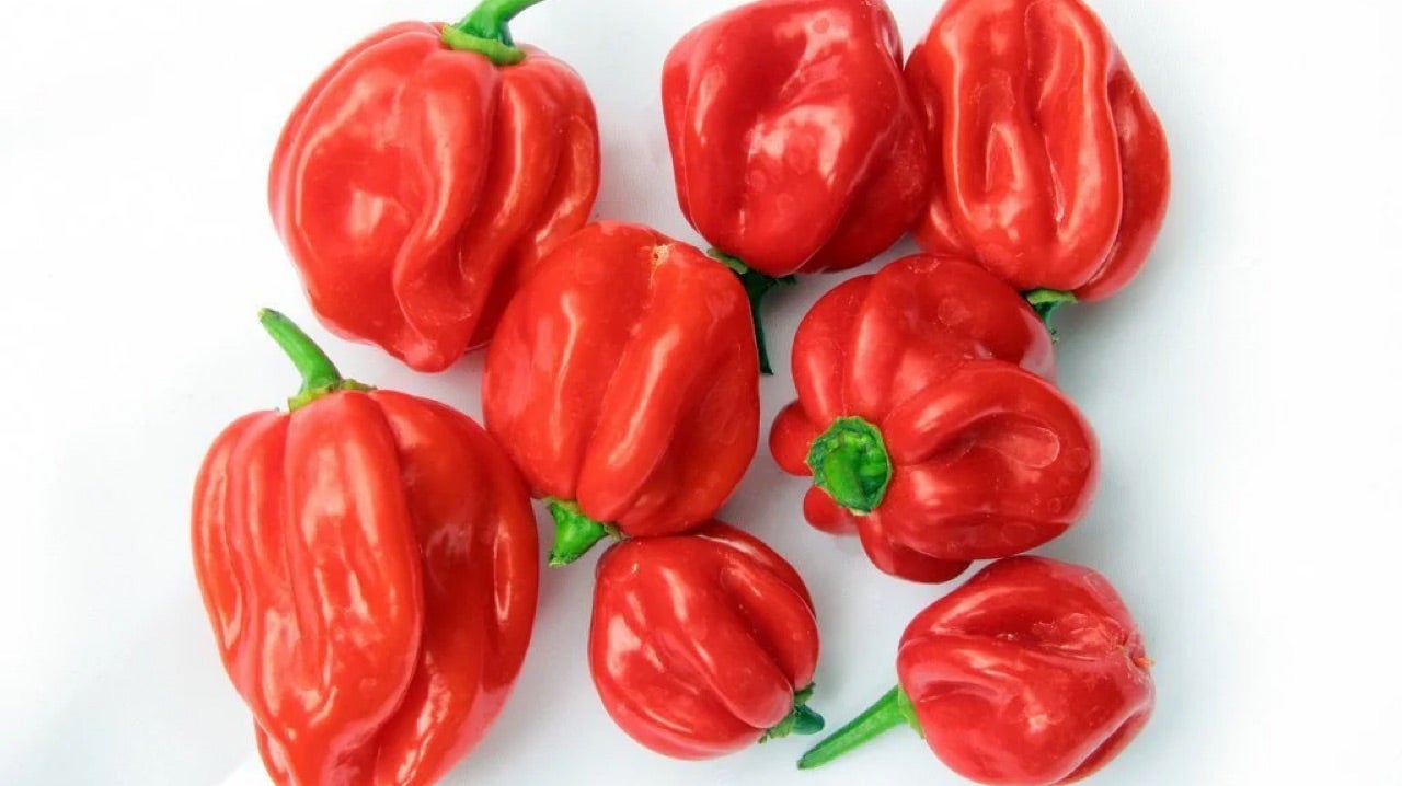 Scotch Bonnet