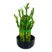 Lucky Bamboo Pyramid Medium