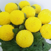Chrysanthemum Ping Pong Yellow Hpf356