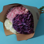 Hydrangea