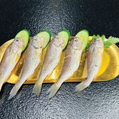 Small Yellow Croakers