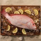 Red Snapper