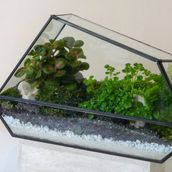 Closed Corner Terrarium