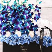 Blue Orchid