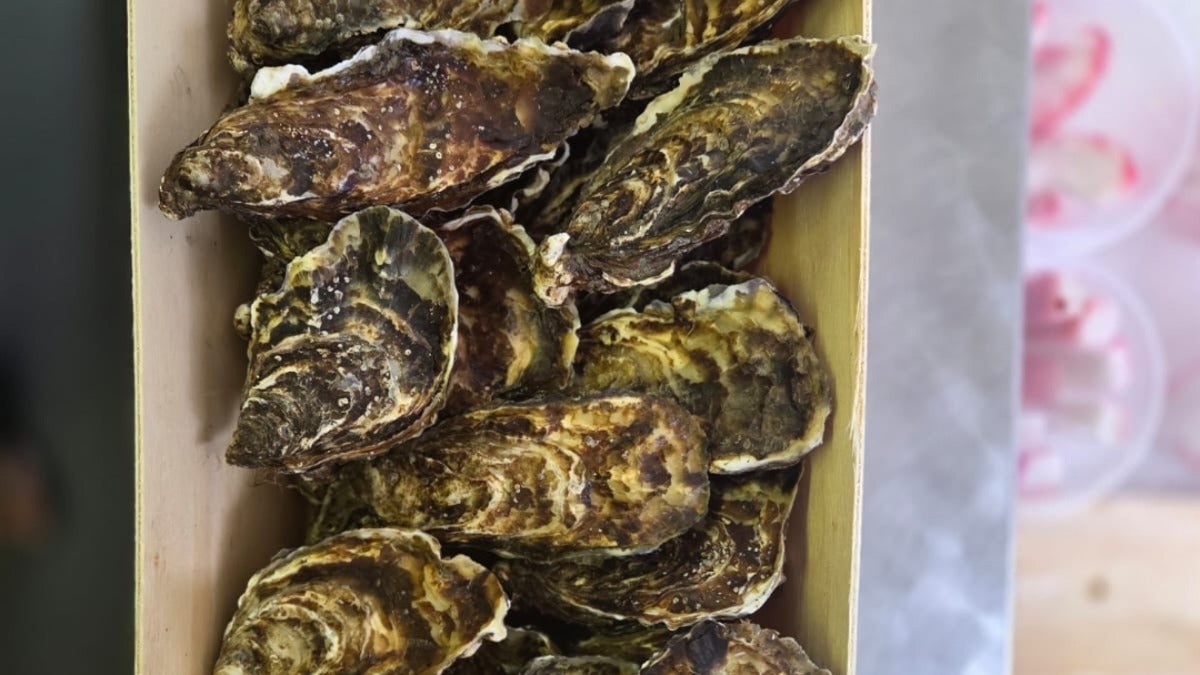 Oysters