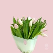 Light Pink Tulips