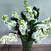 Mathiola In An Glass Vase