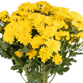 Yellow Chrysanthemum Hpf368