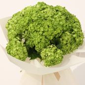 Green Hydrangea