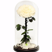 Infinity white rose