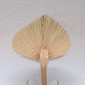 Palm Spear