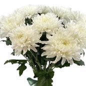Bunch Of White Chrysanthemum