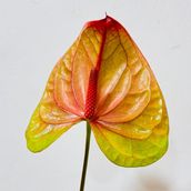 Anthurium Licosa