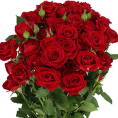 Red Spray Roses Bunch Deal D32