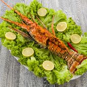  Lobster - Medium