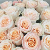 Single Rose