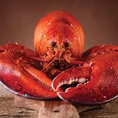 Lobster