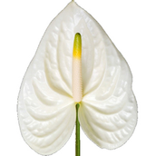 Anthurium Moments