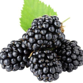 Organic Black Berry Plate