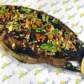 Egyptian tilapia