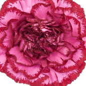 Purple Double Colour Carnation Hpf336